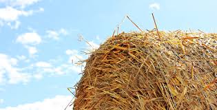 Image result for paja