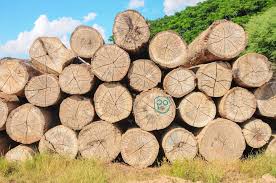 Felled logs are then generally transported to a sawmill to be cut into lumber, to a paper mill for paper pulp, or for other uses, for example, as fence posts.many methods have been used to move logs from where they were cut to a rail line or directly to a sawmill or paper mill. 13 Different Types Of Teak Wood Home Stratosphere