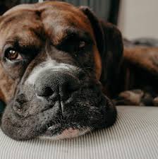 Kidney disease in dogs is either acute or chronic. Why Is My Dog Coughing Up Foam 5 Common Causes Pethelpful