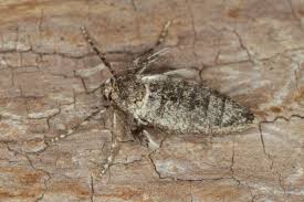 Image result for Operophtera fagata