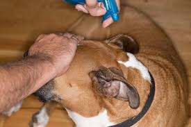 Apple Cider Vinegar Is A Natural Repellent That Will Keep Flies From Bugging Your Dog S Ears White Vinegar Also Fly Repellant Your Dog Fly Repellant For Dogs