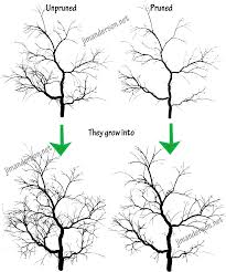 Download Japanese Maple Tree At Getdrawings Com Free Pruning Png Image With No Background Pngkey Com