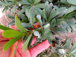 Image result for Podocarpus latifolius