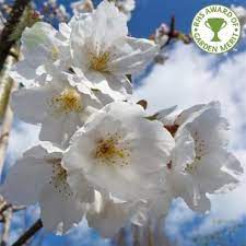 Identification of mendel's white flower character. White Flowering Cherry Blossom Trees Ornamental Trees Ltd