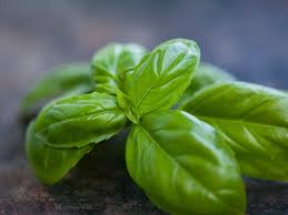 The water should be firmly warm: How To Grow Basil Planting Caring And Harvesting Basil Guide