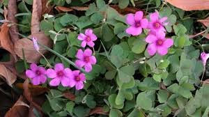 Image result for Oxalis obliquifolia
