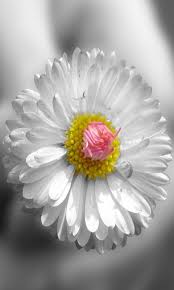 Customize your desktop, mobile phone and tablet with our wide variety of cool and interesting mobile wallpapers in just a few clicks! Cute Wallpaper Hd For Mobile Free Download Sinhala21 Blogspot Com