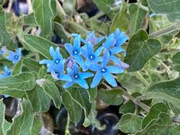 Image result for Oxypetalum coeruleum