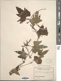 Image result for Lagenaria breviflora