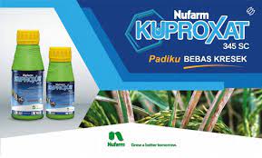 Hal ini dikarenakan larva memakan jaringan hijau daun dari dalam dan sebelum mengendalikan serangan hama putih palsu pada tanaman padi, sebaiknya petani kethaui terlebih dahulu gejala serangan pada tanaman. Mengenal Penyakit Kresek Di Tanaman Padi Nufarm Indonesia