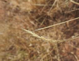 Image result for Sehima