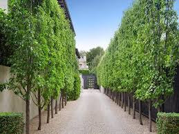 Pin By Nick Mccullough Apld On Driveway Driveway Landscaping Fence Landscaping Outdoor Gardens