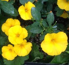 Image result for Reinwardtia indica