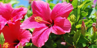 Big bad flower delivers unique, big bad plants for decorating, eating, admiring, and enjoying, right to your font door, all year round. All About Hibiscus Flowers