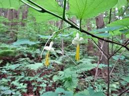 Image result for Riocreuxia chrysochroma