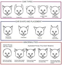 Feline Ear Conformation Cats Cat Colors Feline Anatomy
