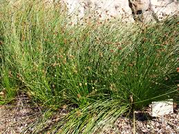 Image result for Ficinia