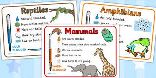 Animal Groups Display Posters Animal Groups Animals Classifying Animals