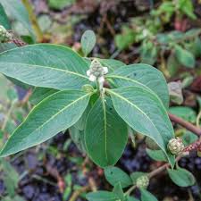 Image result for Sphenoclea zeylanica