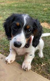 Adopt dachshund dogs in iowa. Buchanan S Dachshunds Iowa Home Facebook