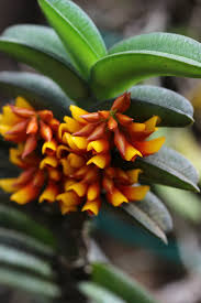 Image result for Calyptrochilum