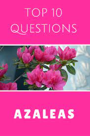Top 10 Questions About Azalea Bushes Gardening Know How S Blog Azalea Flower Azaleas Care Azaleas Landscaping