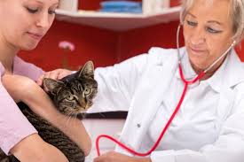 Whatever the case may be, if you have a stressed cat, there could be an underlying problem. How To Treat Your Cat S Urinary Tract Infection