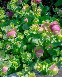 Kirigami Ornamental Oregano Oregano Flowers Scented Geranium Oregano Plant