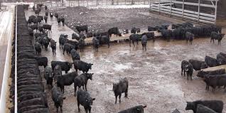 Jan 02, 2013 · a friend of ours just sent one of his steer to butcher, so our freezer is now nicely stocked with 1/4 of a cow. How Much Meat Can You Expect From A Fed Steer