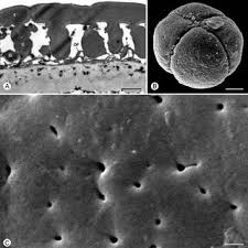 Image result for Huberantha mossambicensis