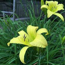 The give a long summer show of blooms and color. How To Grow Daylilies Growing Daylilies Gardener S Supply