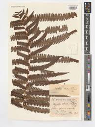 Image result for Cyclosorus striatus