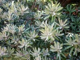 Image result for Podocarpus latifolius