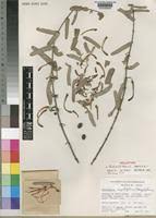 Image result for Plicosepalus amplexicaulis