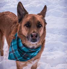 Emily + Ruby(😇) + Gordon + Mercury (@rubyandgordon) • Instagram photos and  videos