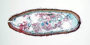 Image result for Marsilea aegyptiaca