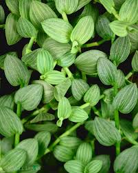 Image result for Aneilema