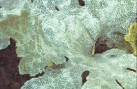 Image result for whitefly in cucumber