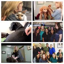 Kim is a member of the california. Vca Marina Animal Hospital Home Facebook