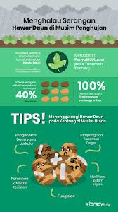 Maybe you would like to learn more about one of these? Menghalau Penyakit Hawar Daun Pada Kentang Di Musim Hujan
