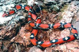 Scarlet Snake Cemophora Coccinea Snake Scarlet Snake Tattoo