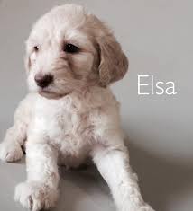 The labradoodle and goldendoodle are unique breeds of dog created when labrador retrievers or golden retrievers are bred with standard poodles. F1b Female Labradoodle Puppy Second Generation Labradoodle Puppy Labradoodle Retriever Puppy