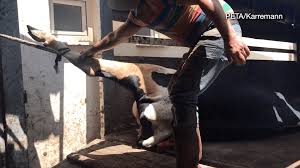 Peta Germany Exposes Gruelling Shocking Abuse In Global Leather Trade Living Peta India
