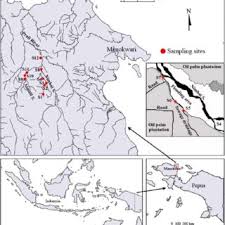 Address, tip of borneo reviews: Pdf Distribution And Abundance Of The Arfak Rainbowfish Melanotaenia Arfakensis Allen 1990 In Prafi River System Manokwari West Papua Due To Habitat Degradation