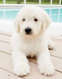The combination of the gentle golden. English Cream Goldendoodle Puppy Goldendoodle Puppy Cute Dogs Puppies