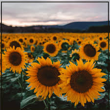 Funde la mantequilla y mezcla con leche, vainilla y el aceite. Posavasos Moderno Bonito Campo De Girasoles Tenvinilo