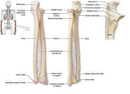 In this skeletal system anatomy lecture you will learn the main anatomical features and the important muscle attachments of radius. Radius And Ulna Labeled Diagram Anatomy And Structure