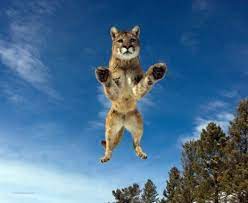 Which Animal Has The Scariest Stare Wild Animals Pictures Animals Amazing Animal Pictures