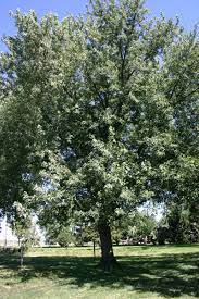 Silver Maple Silver Maple Tree Backyard Plants Tree