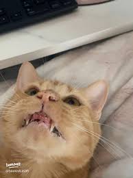 Adorable Photos of My Orange Cat Oliver